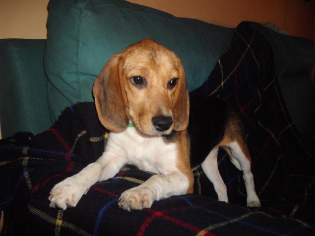 TRUSCA:  Beagle 6 meses