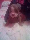 vendo cachorro american estanford - mejor precio | unprecio.es