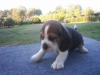 Beagles DeXaraiz - mejor precio | unprecio.es