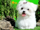 Bichon Maltes Toy - mejor precio | unprecio.es