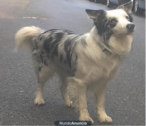 border collie para montas en toda españa