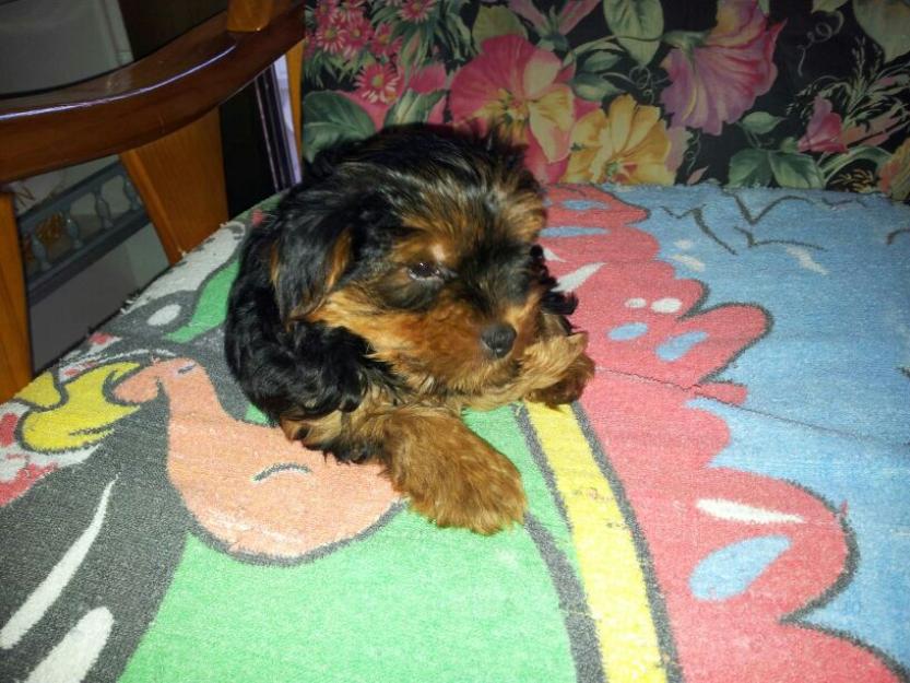 Cachorro