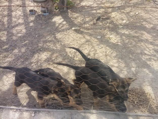 cachorros pastor aleman