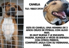 CANELA EN ADOPCION - mejor precio | unprecio.es