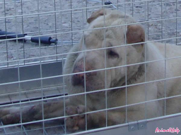 sharpei puro EN ADOPCION