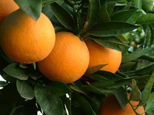 VENTA DE NARANJAS VALENCIANAS DIRECTAMENTE DEL CAMPO A SU MESA