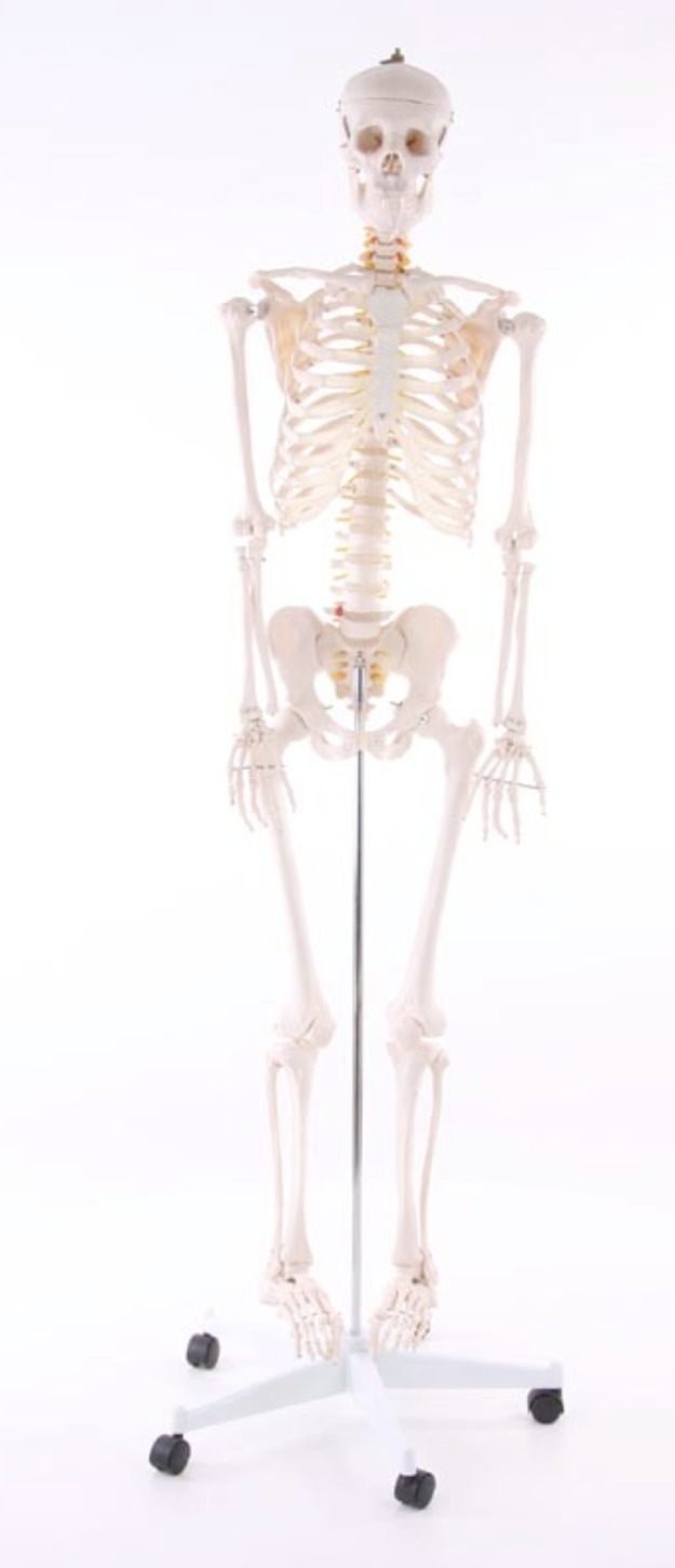 Esqueleto humano ¡ tamaño real !