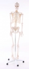 Esqueleto humano ¡ tamaño real ! - mejor precio | unprecio.es