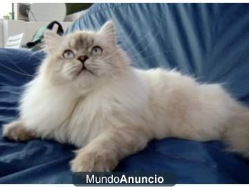 (British de pelo largo) machito Highland straight
