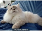 (British de pelo largo) machito Highland straight - mejor precio | unprecio.es