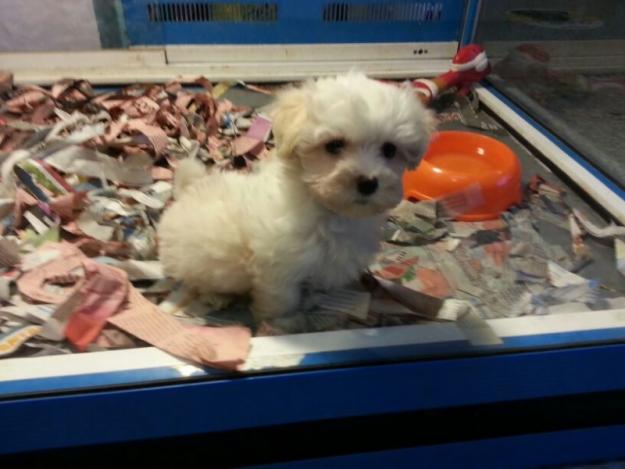 Cachorritos de todas las razas !!! ven a verlo