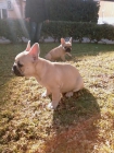 cachorro bulldog frances - mejor precio | unprecio.es