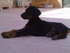 CACHORROS DE DOBERMAN 600€ - mejor precio | unprecio.es