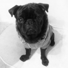 Carlino para monta - mejor precio | unprecio.es