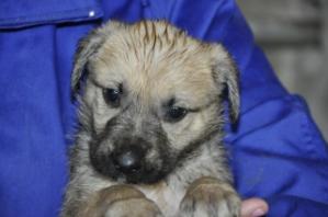 Chipi, cachorrito que necesita un hogar donde crecer, está en un refugio