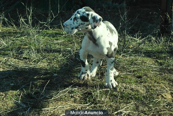 Dogos Alemanes Arlequines de Calidad para entregar