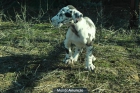 Dogos Alemanes Arlequines de Calidad para entregar - mejor precio | unprecio.es