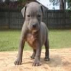 encantadora cachorros pitbull - mejor precio | unprecio.es