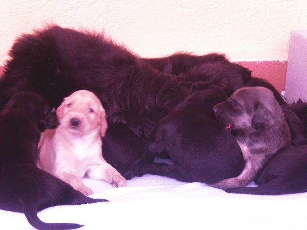 EXCELENTE CAMADA DE GALGO AFGANO