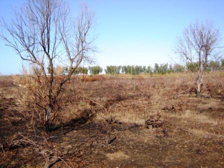 Finca llana de viñas con posib. edificar nave de 300 m2