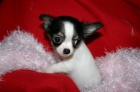 Mi pequeña Chihuahua  necesita un nuevo hogar 90 - mejor precio | unprecio.es