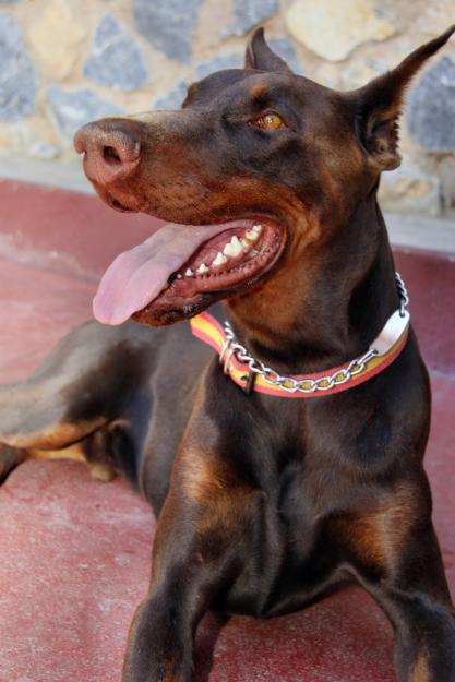 Se ofrece Doberan para montas.