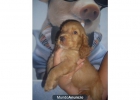 se regalan cocker spaniels - mejor precio | unprecio.es