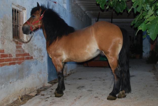 Venta de Caballo