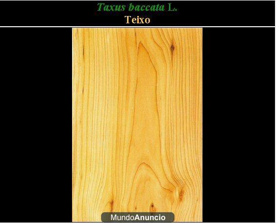 LEÑA DE TEJO ( TEIXO)