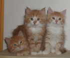 5 gato siberiano para su casa en Navidad - mejor precio | unprecio.es