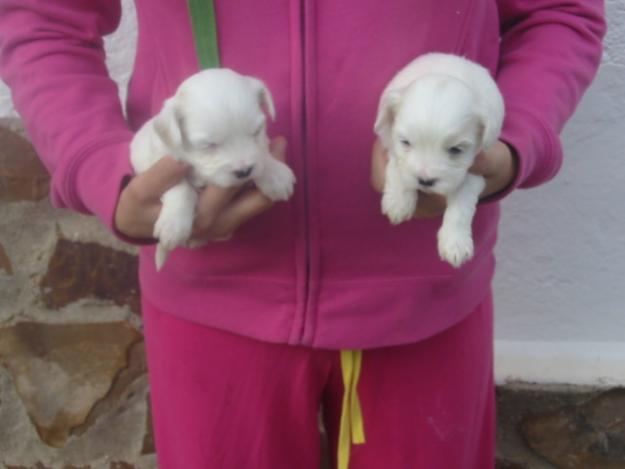 bichon maltes criados en casa tamaño pequeño