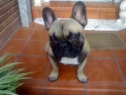 bulldog fawn se ofrece para monta - mejor precio | unprecio.es