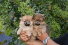 Cachorritos de pomeranias de calidad - mejor precio | unprecio.es