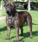 cachorros de bullmastiff - mejor precio | unprecio.es