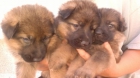 Cachorros pastor aleman - mejor precio | unprecio.es