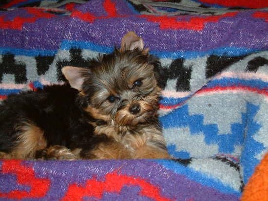 cachorros Yorkshire terrier 130