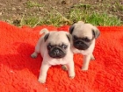 CARLINO PUG CACHORROS CON PEDIGREE 150 - mejor precio | unprecio.es