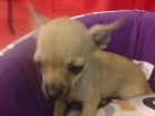 Chihuahua en venta cachorritos preciosos! - mejor precio | unprecio.es