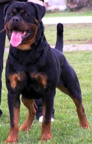 PROXIMA CAMADA DE ROTTWEILER
