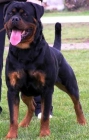 PROXIMA CAMADA DE ROTTWEILER - mejor precio | unprecio.es