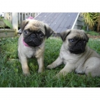 pug cachorros disponibles - mejor precio | unprecio.es