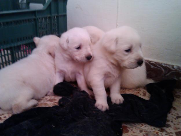 Vendo camada de labradores,PARTICULAR