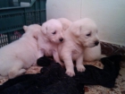 Vendo camada de labradores,PARTICULAR - mejor precio | unprecio.es