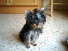 vendo yorkshire terrier - mejor precio | unprecio.es