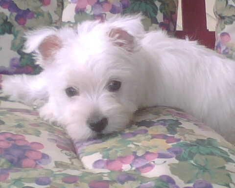Westys machos y hembras, 2 meses  100