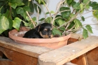YORKSHIRES MINIS CON PEDIGREE - mejor precio | unprecio.es