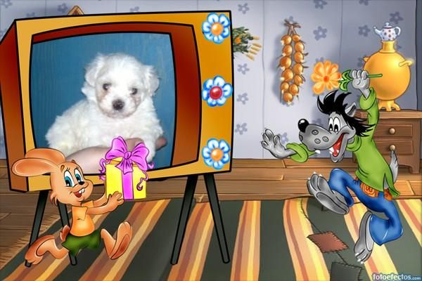 bichon maltes macho toy con pedigri loe