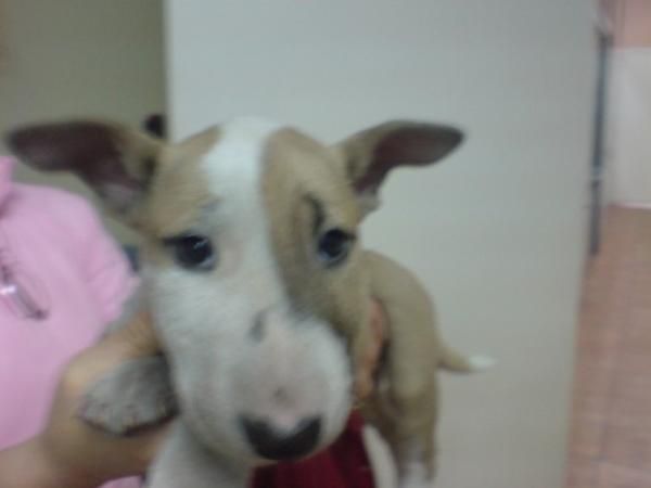 Bull Terrier, perros, cachorros, criadero, venta.  cachorros perros excepcionales, camada con diferentes colores, los  c