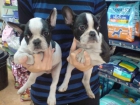 CACHORRITOS DE BULLDOG FRANCES, 590 EUROS - mejor precio | unprecio.es