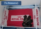 CACHORROS DE SCHNAUZER MINIATURA SAL Y PIMIENTA - mejor precio | unprecio.es